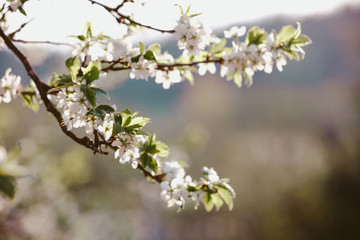 Blooming cherry tree. Lonly blossoming branches of cherry tree against blurred background. Evening light