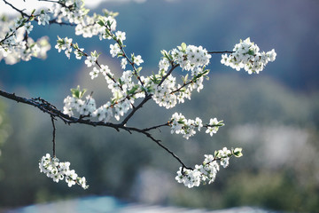 Blooming cherry tree. Lonly blossoming branches of cherry tree against blurred blue background. Evening light