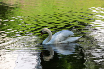 White swan in water