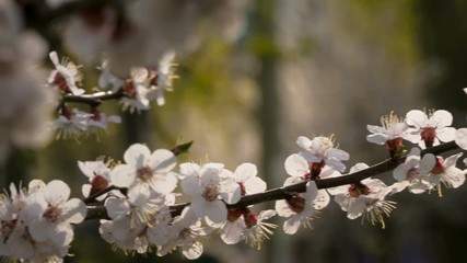 Apricot flowers on the tree branch, closeup