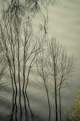 Leafless trees reflected in a lake