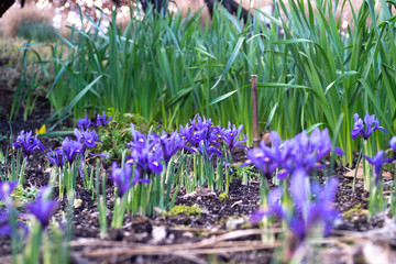 Dwarf Iris In bloom, spring flowers
