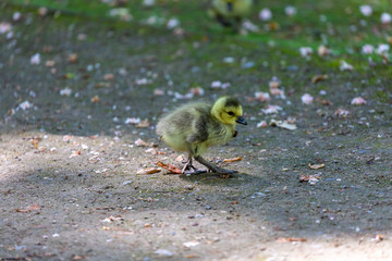Young canadian goose