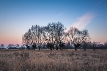 Frosty morning on the meadow with willows somewhere in Masovia, Poland