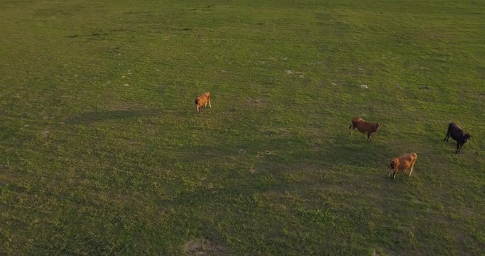 A few dairy cows grazing green grass together at sunset