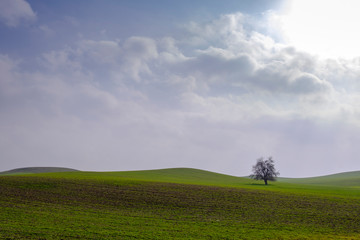 green field with tree in blue sky. spring landscape, minimal landscape