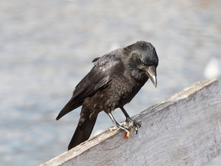Corneille noire (Corvus corone)