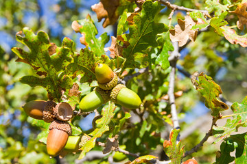 Ripe acorns on the oak.