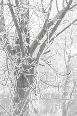 Frozen tree branches covered with frost ice on a winter morning in the fog