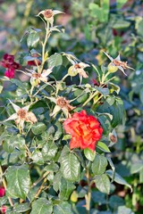 Obraz premium Розовый куст