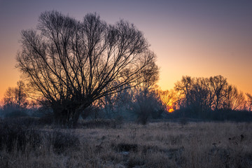 Frosty morning on the meadow with willows somewhere in Masovia, Poland