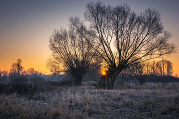 Fototapeta na wymiar Frosty morning on the meadow with willows somewhere in Masovia, Poland