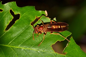 A Paper Wasp on a damaged Oak leaf at night in Houston, TX. They are considered beneficial as they help in pollination and eat pest insects.