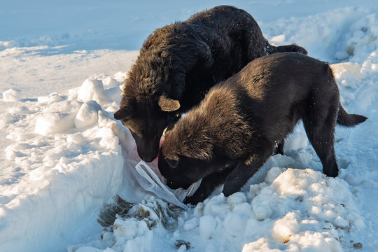 The abandoned dogs eats in the snow