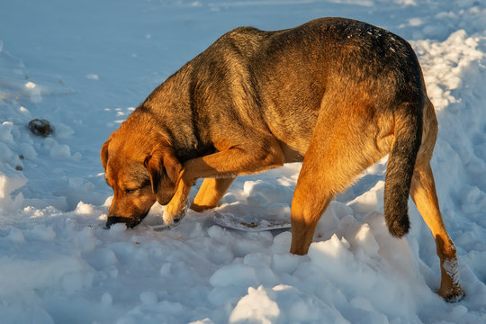 The abandoned dog eats in the snow
