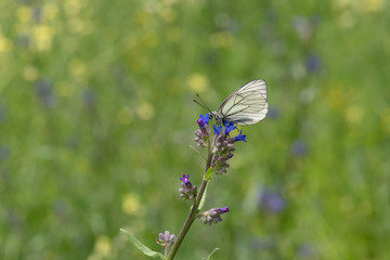 Pieridae / Alıç Kelebeği / Black-veined White / Aporia crataegi