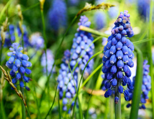 Blue Grape hyacinth flowers on the meadow in early spring.Blooming Muscari armeniacum.Springtime concept.Floral background.Selective focus.