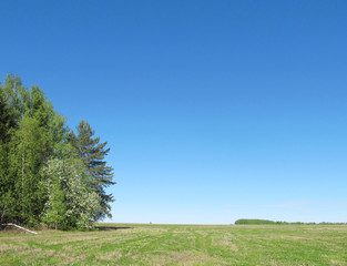 Fototapeta na wymiar Russian forest and field. Blue cloudless sky. 