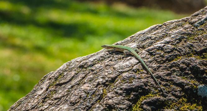 lizard walking on a tree trunk in nature