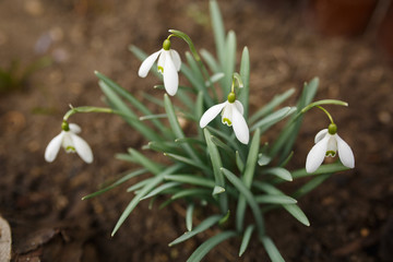 snowdrops bloom, white flowers blossomed in the garden