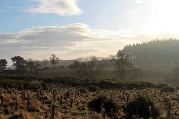 morning fog over a wooded field