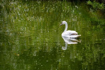 A Swan Swimming in Green Water