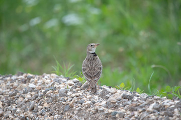 Boğmaklı toygar » Calandra Lark » Melanocorypha calandra