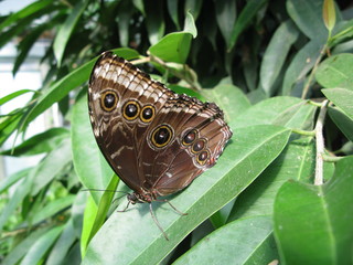 Papillon brun posé sur une feuille