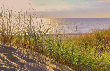 Landscape sand dunes with grass on the seafront