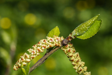 Catkin on a small branch with budding green leaves and against blurred green background