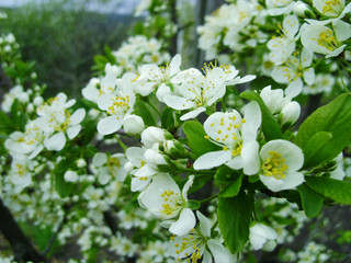 Nature and spring time of the background. Beautiful flowering spring abstract background of nature. Branches of flowering macro plum