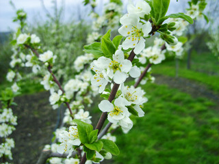 Nature and spring time of the background. Beautiful flowering spring abstract background of nature. Branches of flowering macro plum