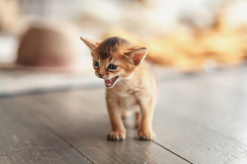 Red kitten meows, walking on the wooden floor