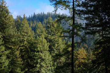 Fototapeta premium Redwood trees forest with green fresh grass in foreground 