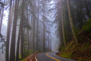 Obraz premium Highway through misty redwood forest and morning light