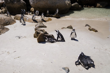Fototapeta premium African warm weather penguins at Boulders Beach, South Africa.