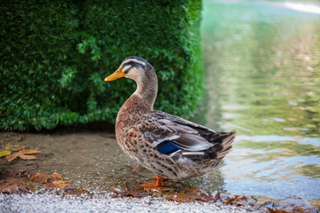 Female mallard duck. Portrait of a duck with reflection in clean water. Mallard (Anas platyrhynchos) standing on the shore, male wild duck outside the water
