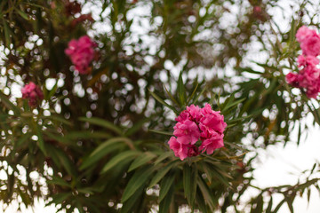 Obraz premium A dazzling purple flower small On a green background selective focus or Closeup pink small flower on green leaf background Pink flower with sky
