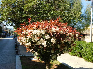 A blooming photiniafraseri red robin shrub with red and green leaves and white flowers in a park at Elefsina, Greece