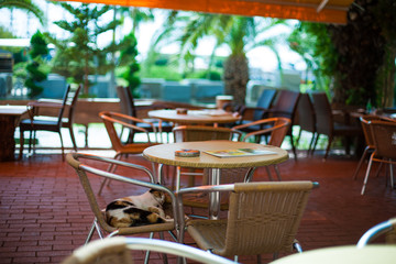 Adorable Three Colors Cat Lying on Brown Chair at Outdoor Coffee Shop. Cute cat lying, sitting and sleeping on chair in cafe storefront. 