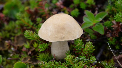 Summer at Soroya, Norway