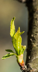 Detailed macro photo of tree buds with young leaves on them, all against a blury background