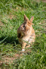 Hase beißt sich in Pfote