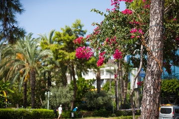 tree in the garden Pink flowers Park Background green palm tree 