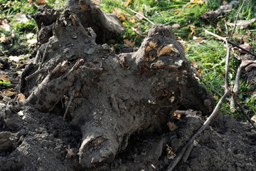 Dug tree roots in the ground