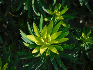 Tree spurge, or Euphorbia dendroides flowers, in Attica, Greece