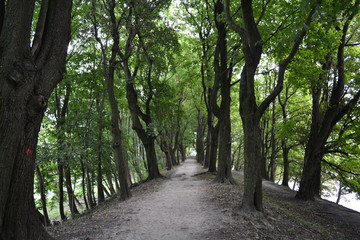alley in the park