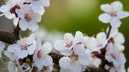 Apricot flowers on the tree branch, closeup
