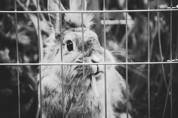 Obraz premium Hase hinter Gittern