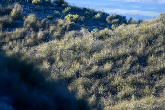 niedrige Vegetation in Spanien (Murcia)